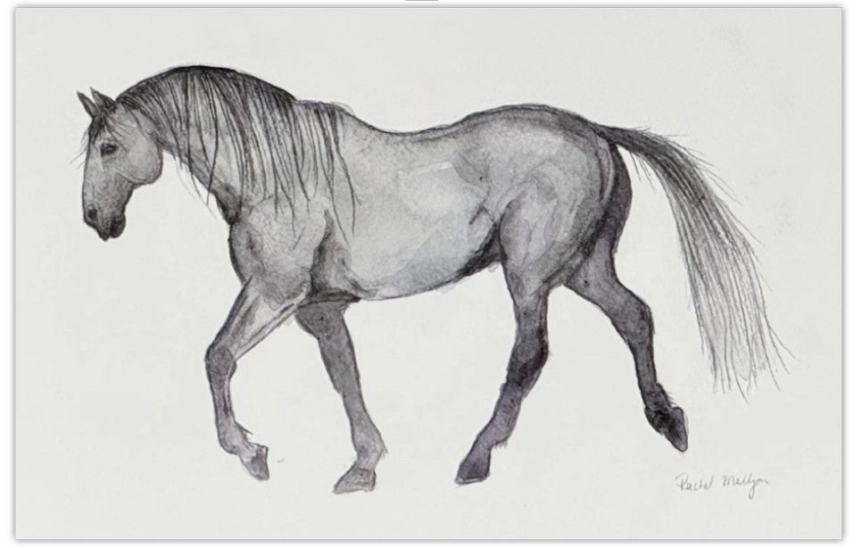 Greeting Card - Grey Horse